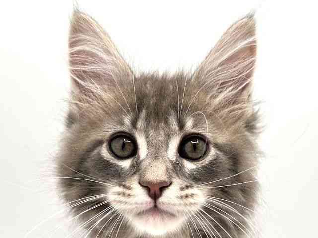 奈良県のメインクーン (ひごペットフレンドリー田原本店/2026年1月9日生まれ/男の子/ブルータビー)の子猫の1枚目の画像