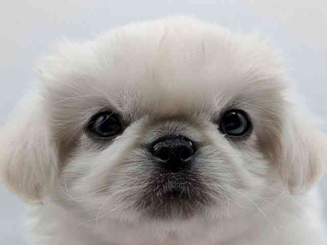 香川県のペキニーズ (ひごペットフレンドリーゆめタウン高松店/2026年1月8日生まれ/男の子/ホワイト)の子犬