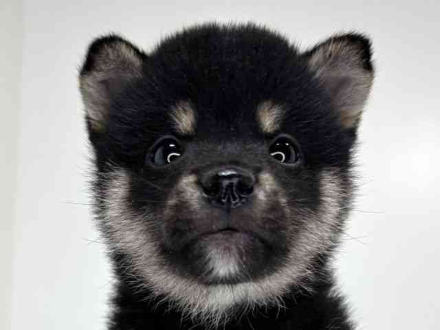 兵庫県の柴犬(標準サイズ) (ひごペットフレンドリーイトーヨーカドー明石店/2026年1月8日生まれ/男の子/黒)の子犬