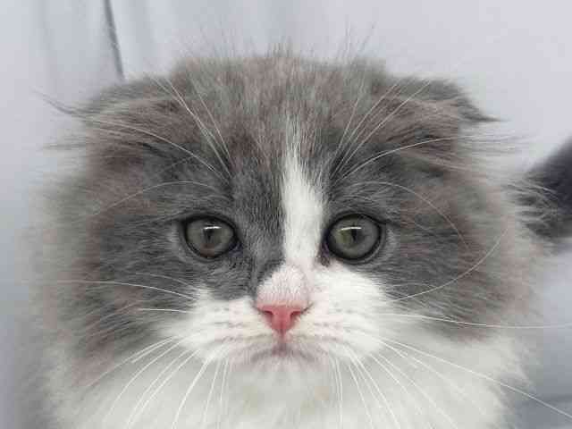 兵庫県のスコティッシュフォールド (ひごペットフレンドリーイオンタウン加古川店/2025年12月25日生まれ/男の子/ブルータビーホワイト)の子猫