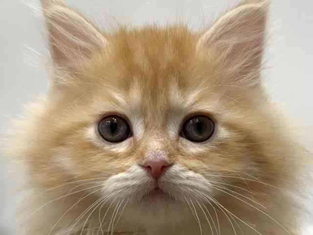 愛知県のサイベリアン (ひごペットフレンドリーヴィアモール アピタ江南西店/2026年1月10日生まれ/男の子/レッドタビー)の子猫の1枚目の画像