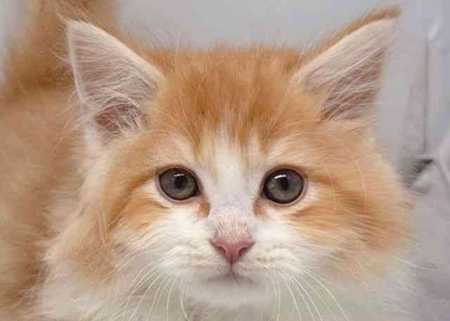 鳥取県のサイベリアン (ひごペットフレンドリーイオンモール鳥取北店/2026年1月10日生まれ/男の子/レッドタビーホワイト)の子猫の1枚目の画像