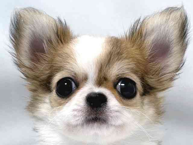 大阪府のチワワ(ロング) (ひごペットフレンドリー堺プラットプラット店/2026年1月8日生まれ/女の子/フォーンホワイト)の子犬