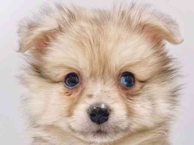 大阪府のポメラニアン (ひごペットフレンドリーイズミヤショッピングセンター千里丘店/2026年1月4日生まれ/男の子/クリーム)の子犬