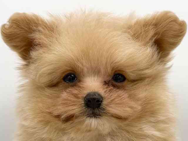 大阪府のポメプー(ポメラニアン×プードル) (ひごペットフレンドリーららぽーとEXPOCITY店/2026年1月10日生まれ/男の子/アプリコット)の子犬の1枚目の画像