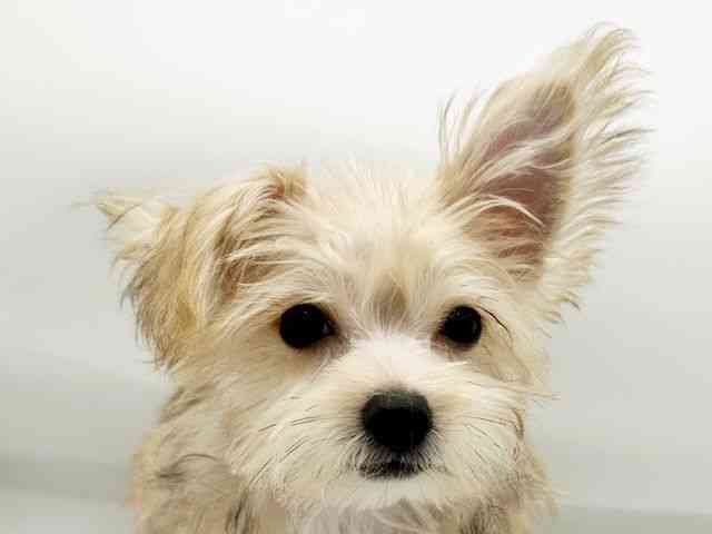 兵庫県のマルキー/マルヨーキー(マルチーズ×ヨークシャーテリア) (ひごペットフレンドリーコロワ甲子園店/2026年1月9日生まれ/男の子/フォーン)の子犬の1枚目の画像