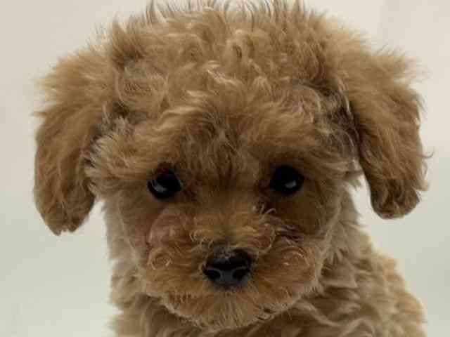 愛知県のトイプードル(トイ) (ひごペットフレンドリーヴィアモール アピタ江南西店/2026年1月11日生まれ/男の子/オレンジフォーン)の子犬の1枚目の画像