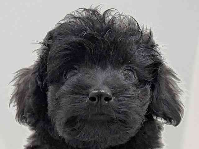 奈良県のトイプードル(トイ) (ひごペットフレンドリーイオンモール橿原ウエスト・ビレッジ店/2026年1月9日生まれ/男の子/ブラック)の子犬の1枚目の画像