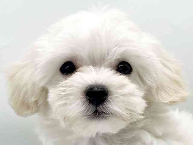 奈良県のマルプー(マルチーズ×プードル) (ひごペットフレンドリートナリエ大和高田店/2026年1月10日生まれ/男の子/クリーム)の子犬の1枚目の画像