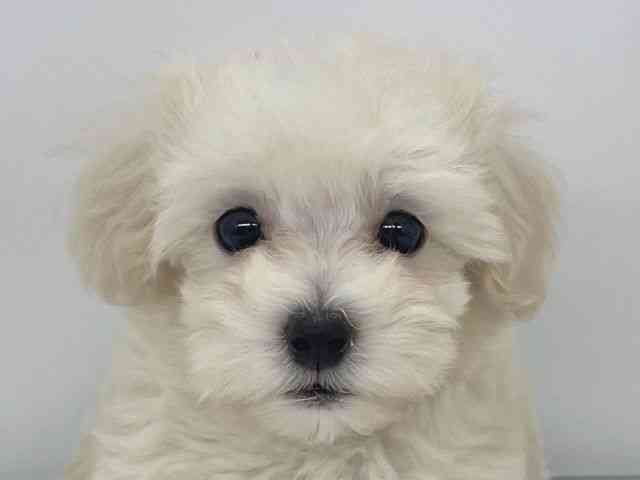 兵庫県のマルプー(マルチーズ×プードル) (ひごペットフレンドリーイオンタウン加古川店/2026年1月10日生まれ/男の子/クリーム)の子犬