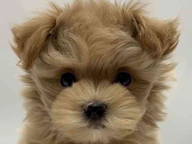 愛知県のマルプー(マルチーズ×プードル) (ひごペットフレンドリーヴィアモール アピタ江南西店/2026年1月10日生まれ/女の子/クリーム)の子犬の1枚目の画像