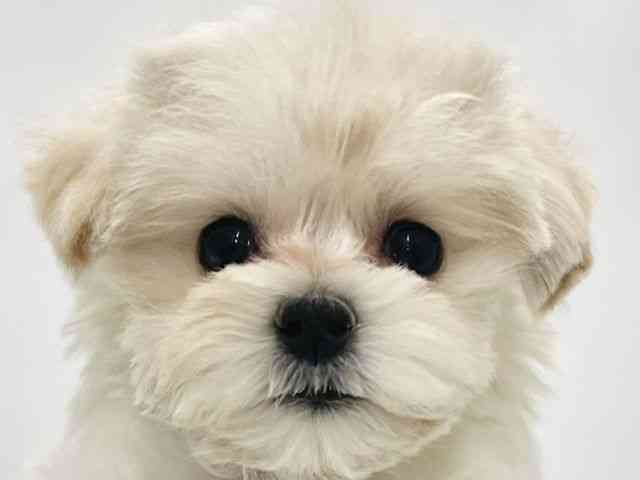 高知県のマルプー(マルチーズ×プードル) (ひごペットフレンドリーイオンモール高知店/2026年1月10日生まれ/女の子/クリーム)の子犬の1枚目の画像