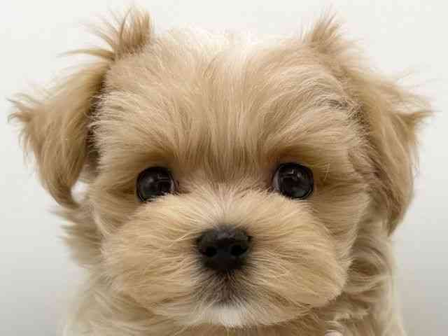 大阪府のマルプー(マルチーズ×プードル) (ひごペットフレンドリーららぽーとEXPOCITY店/2026年1月10日生まれ/男の子/クリーム)の子犬の1枚目の画像