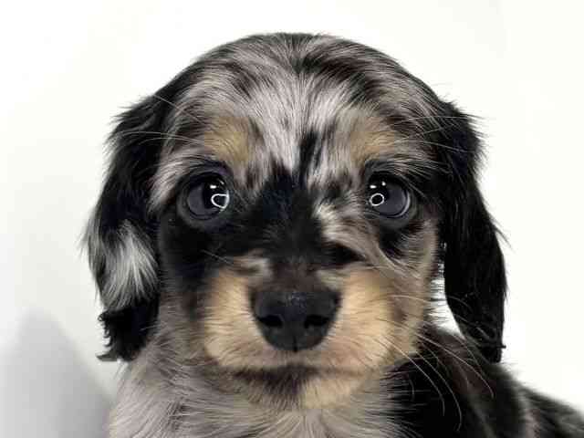 兵庫県のミニチュアダックスフンド(ロング) (ひごペットフレンドリーイトーヨーカドー明石店/2026年1月12日生まれ/男の子/シルバーダップル)の子犬