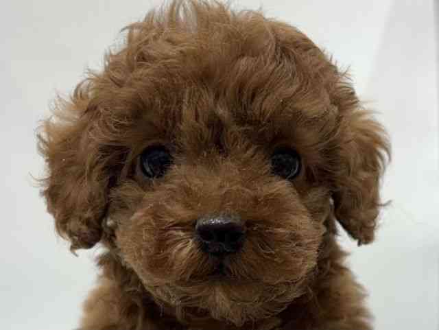 愛知県のトイプードル(トイ) (ひごペットフレンドリーヴィアモール アピタ江南西店/2026年1月11日生まれ/男の子/レッド)の子犬の1枚目の画像