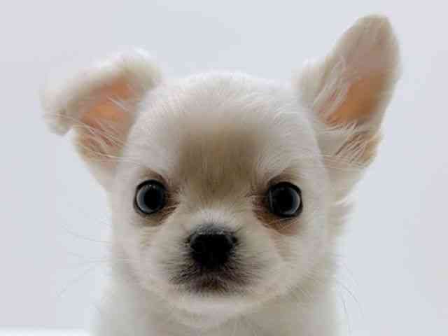 広島県のチワワ(ロング) (ひごペットフレンドリーフジグラン神辺店/2026年1月7日生まれ/男の子/クリーム)の子犬の1枚目の画像