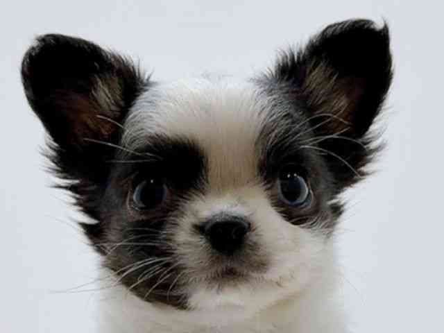 広島県のチワワ(ロング) (ひごペットフレンドリーフジグラン神辺店/2026年1月7日生まれ/男の子/ブラックタンホワイト)の子犬の1枚目の画像