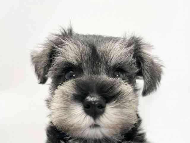 愛媛県のミニチュアシュナウザー (ひごペットフレンドリーイオンモール今治新都市店/2026年1月11日生まれ/男の子/ソルトペッパー)の子犬の1枚目の画像