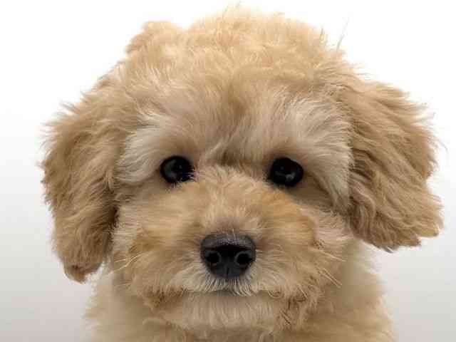 愛知県のトイプードル(トイ) (ひごペットフレンドリープライムツリー赤池店/2026年1月8日生まれ/男の子/オレンジフォーン)の子犬の1枚目の画像