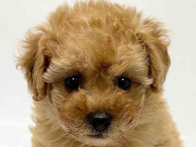 大阪府のトイプードル(トイ) (ひごペットフレンドリーベルファⅡ都島店/2026年1月8日生まれ/女の子/オレンジフォーン)の子犬の1枚目の画像