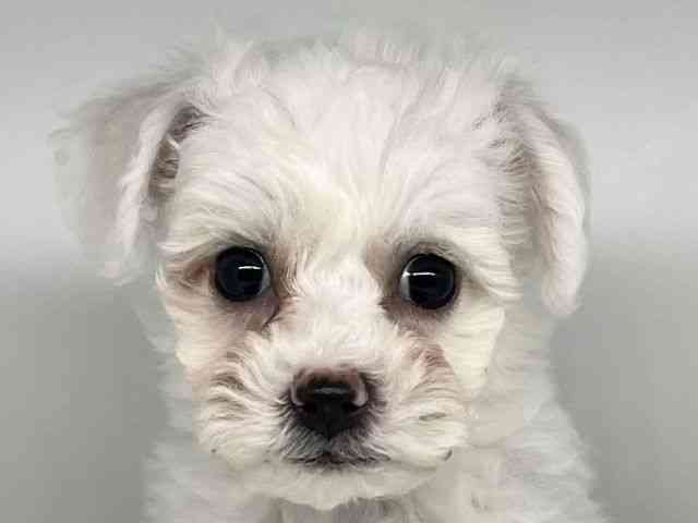 徳島県のビションフリーゼ (ひごペットフレンドリーゆめタウン徳島店/2026年1月11日生まれ/女の子/ホワイト)の子犬の1枚目の画像