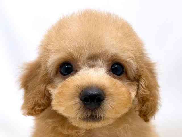 広島県のトイプードル(トイ) (ひごペットフレンドリーゆめタウン廿日市店/2026年1月8日生まれ/女の子/オレンジフォーン)の子犬の1枚目の画像