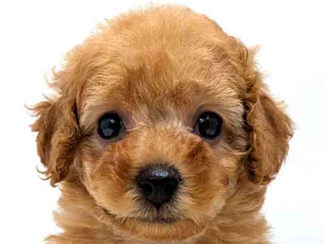 広島県のトイプードル(トイ) (ひごペットフレンドリーゆめタウン廿日市店/2026年1月8日生まれ/女の子/オレンジフォーン)の子犬の1枚目の画像