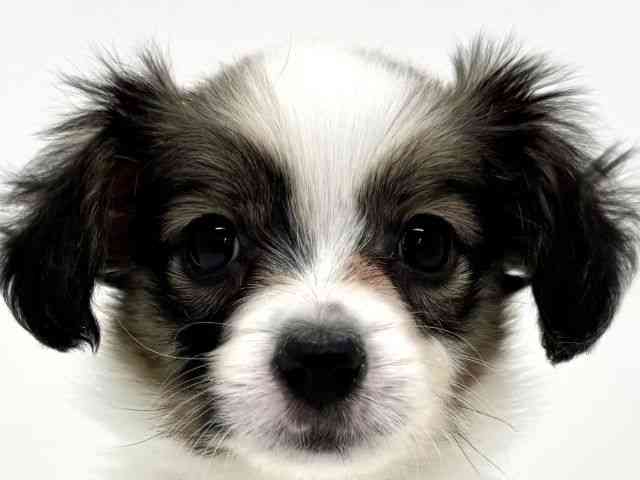 大阪府のパピヨン (ひごペットフレンドリーくずはモール店/2026年1月11日生まれ/男の子/ホワイトブラウン)の子犬の1枚目の画像