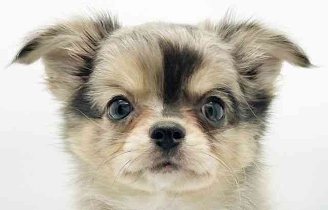 兵庫県のチワワ(ロング) (ひごペットフレンドリーコロワ甲子園店/2026年1月13日生まれ/男の子/ブルーマール)の子犬