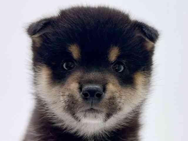 広島県の柴犬(標準サイズ) (ひごペットフレンドリーフジグラン神辺店/2026年1月12日生まれ/男の子/黒)の子犬の1枚目の画像