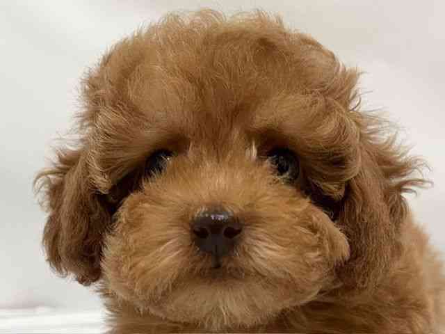 和歌山県のトイプードル(トイ) (ひごペットフレンドリーパームシティ和歌山店/2026年1月11日生まれ/女の子/レッド)の子犬の1枚目の画像