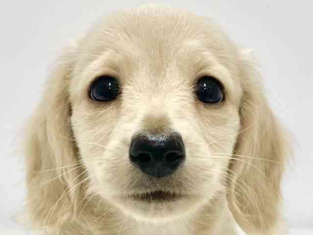 高知県のカニンヘンダックスフンド(ロング) (ひごペットフレンドリーイオンモール高知店/2026年1月8日生まれ/男の子/イエロー)の子犬の1枚目の画像