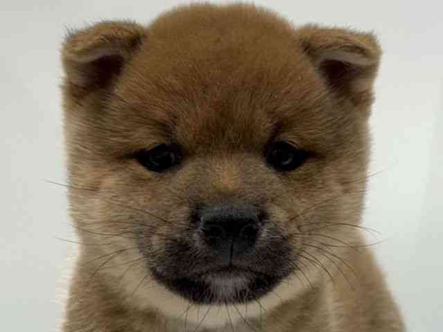 愛知県の柴犬(標準サイズ) (ひごペットフレンドリーヴィアモール アピタ江南西店/2026年1月12日生まれ/男の子/赤)の子犬の1枚目の画像