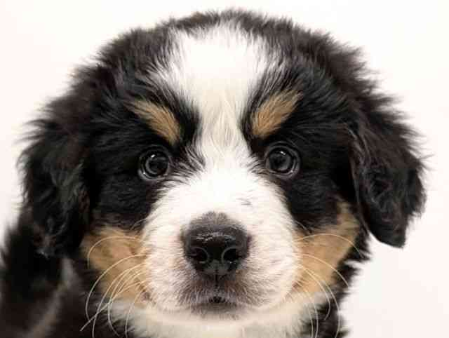 福岡県のバーニーズマウンテンドッグ (ひごペットフレンドリーリバーウォーク北九州店/2026年1月12日生まれ/男の子/ブラックラストホワイト)の子犬の1枚目の画像