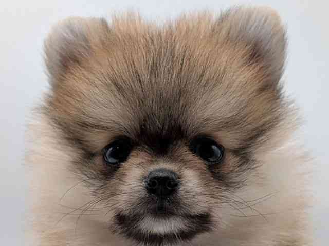 香川県のポメラニアン (ひごペットフレンドリーゆめタウン高松店/2026年1月7日生まれ/女の子/オレンジセーブル)の子犬