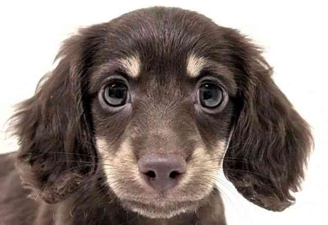 福岡県のミニチュアダックスフンド(ロング) (ひごペットフレンドリーリバーウォーク北九州店/2026年1月7日生まれ/男の子/チョコレートイエロー)の子犬の1枚目の画像