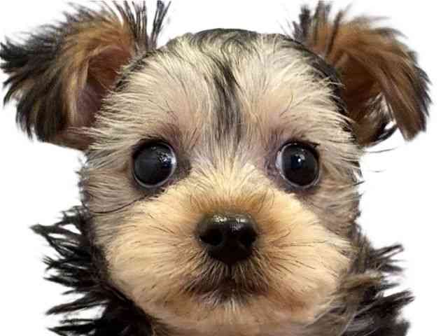 愛媛県のヨークシャーテリア (ひごペットフレンドリーエミフルMASAKI店/2026年1月12日生まれ/女の子/スチールブルータン)の子犬の1枚目の画像