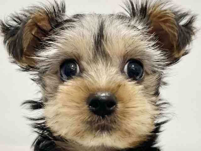 高知県のヨークシャーテリア (ひごペットフレンドリーイオンモール高知店/2026年1月12日生まれ/女の子/スチールブルータン)の子犬