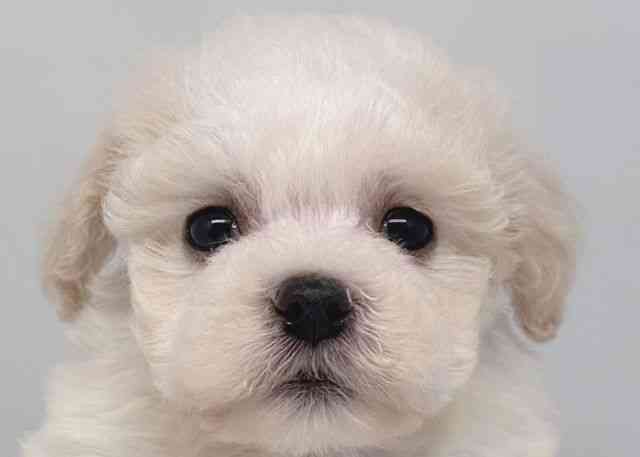 鳥取県のビションプー(ビションフリーゼ×プードル) (ひごペットフレンドリーイオンモール鳥取北店/2026年1月12日生まれ/女の子/ホワイト)の子犬の1枚目の画像