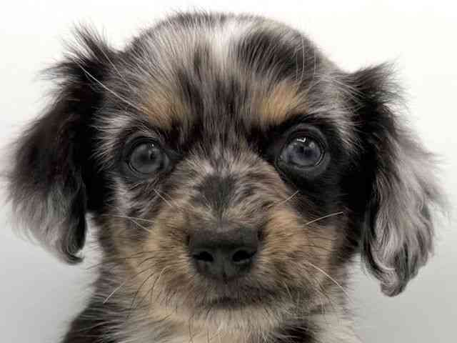 大阪府のチワックス(チワワ×ダックス) (ひごペットフレンドリーららぽーとEXPOCITY店/2026年1月12日生まれ/男の子/ブルーマール)の子犬の1枚目の画像