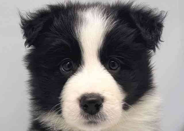 鳥取県のボーダーコリー (ひごペットフレンドリーイオンモール鳥取北店/2026年1月10日生まれ/男の子/ブラックホワイト)の子犬