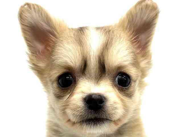 大阪府のチワワ(ロング) (ひごペットフレンドリーイオンタウン茨木太田店/2026年1月6日生まれ/男の子/フォーンホワイト)の子犬