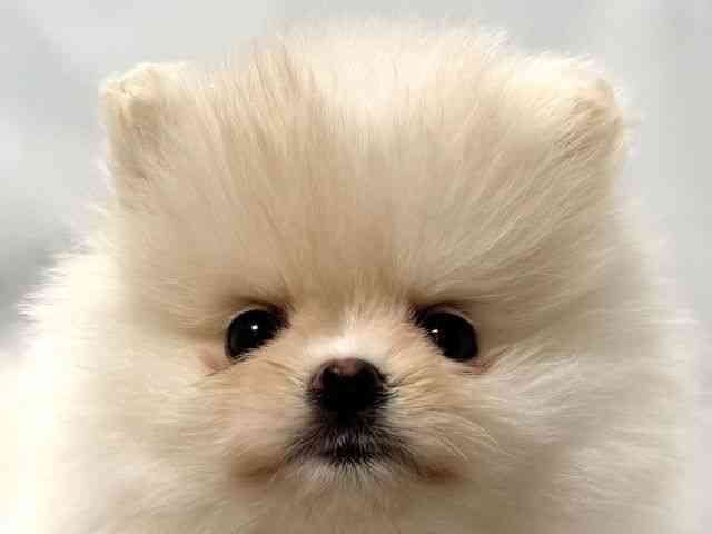 大阪府のポメラニアン (ひごペットフレンドリー堺プラットプラット店/2026年1月7日生まれ/女の子/ホワイト)の子犬