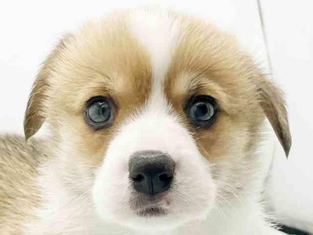 兵庫県のウェルシュコーギーペンブローク (ひごペットフレンドリーコロワ甲子園店/2026年1月10日生まれ/男の子/レッドホワイト)の子犬