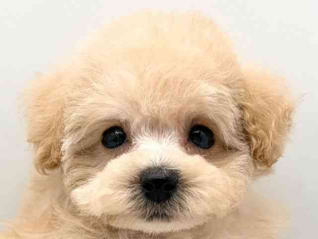 奈良県のトイプードル(トイ) (ひごペットフレンドリー田原本店/2026年1月12日生まれ/女の子/アプリコット)の子犬の1枚目の画像