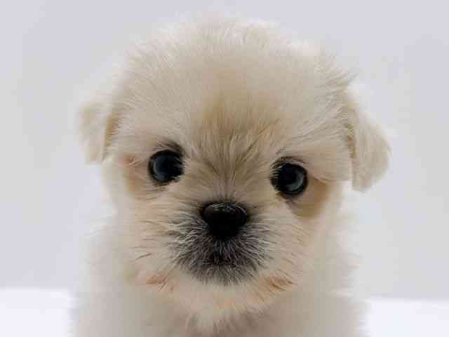 広島県のペキマル/マルペキ(ペキニーズ×マルチーズ) (ひごペットフレンドリーフジグラン神辺店/2026年1月11日生まれ/男の子/ホワイト)の子犬の1枚目の画像