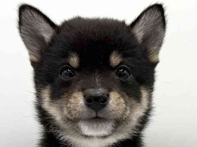 大阪府の柴犬(標準サイズ) (ひごペットフレンドリーららぽーとEXPOCITY店/2026年1月11日生まれ/男の子/黒)の子犬の1枚目の画像