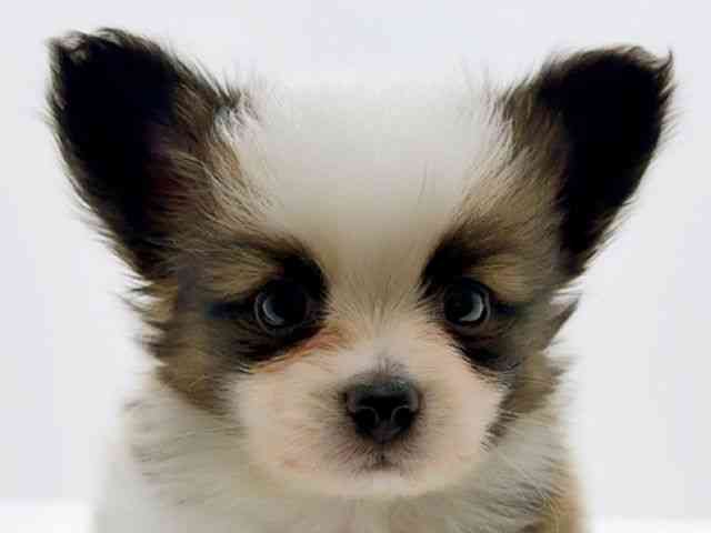 広島県のパピヨン (ひごペットフレンドリーフジグラン神辺店/2026年1月13日生まれ/男の子/ホワイトブラウン)の子犬の1枚目の画像