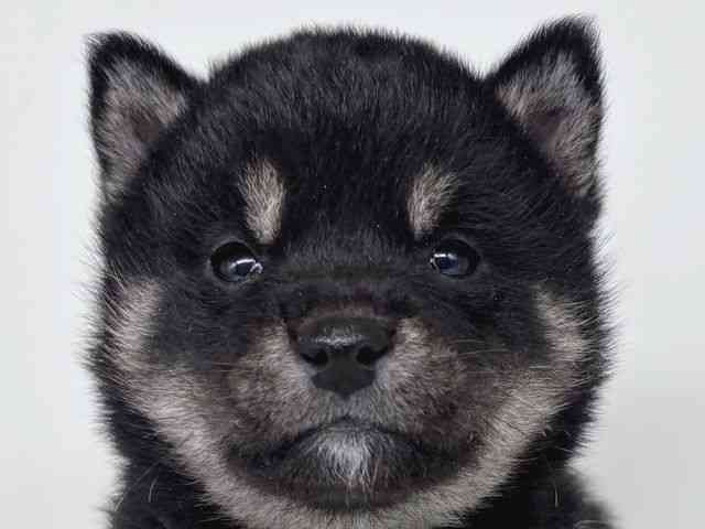 大阪府の柴犬(標準サイズ) (ひごペットフレンドリー瓜破店/2026年1月12日生まれ/女の子/黒)の子犬