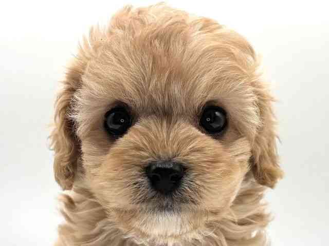 愛知県のキャバプー(キャバリア×プードル) (ひごペットフレンドリープライムツリー赤池店/2026年1月11日生まれ/女の子/アプリコット)の子犬の1枚目の画像